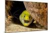 Fimbriated moray peering out from crevice, Philippines-David Fleetham-Mounted Photographic Print