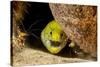 Fimbriated moray peering out from crevice, Philippines-David Fleetham-Stretched Canvas