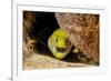 Fimbriated moray peering out from crevice, Philippines-David Fleetham-Framed Photographic Print