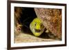 Fimbriated moray peering out from crevice, Philippines-David Fleetham-Framed Photographic Print