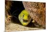 Fimbriated moray peering out from crevice, Philippines-David Fleetham-Mounted Photographic Print