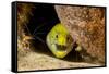 Fimbriated moray peering out from crevice, Philippines-David Fleetham-Framed Stretched Canvas