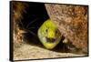 Fimbriated moray peering out from crevice, Philippines-David Fleetham-Framed Stretched Canvas