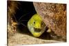 Fimbriated moray peering out from crevice, Philippines-David Fleetham-Stretched Canvas