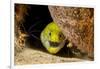 Fimbriated moray peering out from crevice, Philippines-David Fleetham-Framed Photographic Print