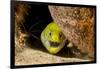 Fimbriated moray peering out from crevice, Philippines-David Fleetham-Framed Photographic Print