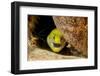 Fimbriated moray peering out from crevice, Philippines-David Fleetham-Framed Photographic Print