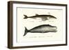 Fin Whale, 1824-Karl Joseph Brodtmann-Framed Giclee Print