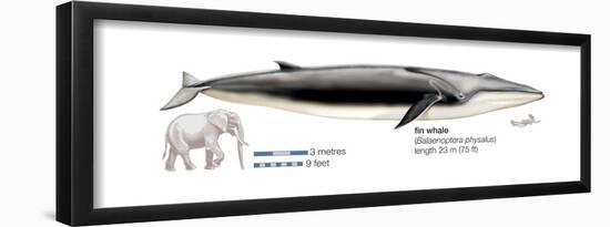 Fin Whale (Balaenoptera Physalus), Mammals-Encyclopaedia Britannica-Framed Poster