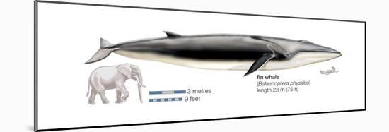 Fin Whale (Balaenoptera Physalus), Mammals-Encyclopaedia Britannica-Mounted Poster