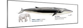 Fin Whale (Balaenoptera Physalus), Mammals-Encyclopaedia Britannica-Mounted Poster