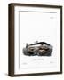 Fin Whale-null-Framed Giclee Print