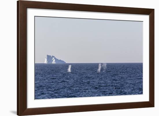Fin Whales (Balaenoptera Physalus), Vikingbukta, Northeast Greenland, Polar Regions-Michael Nolan-Framed Photographic Print