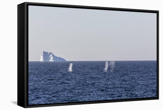 Fin Whales (Balaenoptera Physalus), Vikingbukta, Northeast Greenland, Polar Regions-Michael Nolan-Framed Stretched Canvas