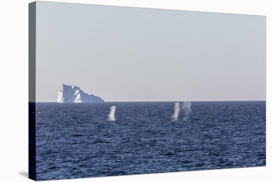 Fin Whales (Balaenoptera Physalus), Vikingbukta, Northeast Greenland, Polar Regions-Michael Nolan-Stretched Canvas