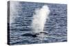 Fin Whales (Balaenoptera Physalus), Vikingbukta, Northeast Greenland, Polar Regions-Michael Nolan-Stretched Canvas