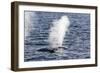 Fin Whales (Balaenoptera Physalus), Vikingbukta, Northeast Greenland, Polar Regions-Michael Nolan-Framed Photographic Print