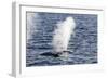 Fin Whales (Balaenoptera Physalus), Vikingbukta, Northeast Greenland, Polar Regions-Michael Nolan-Framed Photographic Print