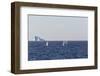 Fin Whales (Balaenoptera Physalus), Vikingbukta, Northeast Greenland, Polar Regions-Michael Nolan-Framed Photographic Print