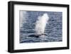 Fin Whales (Balaenoptera Physalus), Vikingbukta, Northeast Greenland, Polar Regions-Michael Nolan-Framed Photographic Print