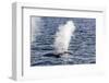 Fin Whales (Balaenoptera Physalus), Vikingbukta, Northeast Greenland, Polar Regions-Michael Nolan-Framed Photographic Print