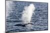 Fin Whales (Balaenoptera Physalus), Vikingbukta, Northeast Greenland, Polar Regions-Michael Nolan-Mounted Photographic Print