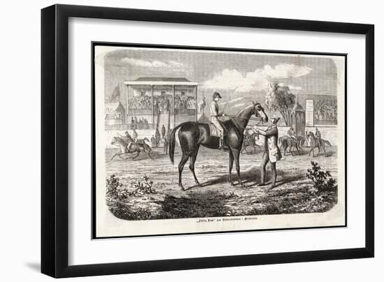 Final Adjustments to a Horse's Bridle Before the Start of a Race-null-Framed Art Print