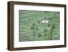 Finca, Palm Grove, Near Alajero, La Gomera, Canary Islands, Spain, Europe-Markus Lange-Framed Photographic Print