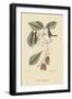 Finch Creeper-Mark Catesby-Framed Art Print