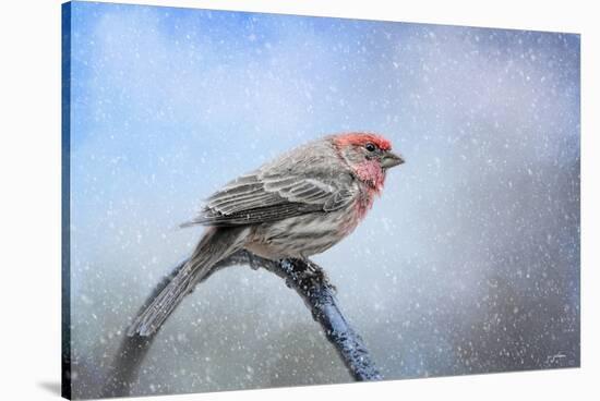 Finch in the Snow-Jai Johnson-Stretched Canvas