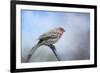 Finch in the Snow-Jai Johnson-Framed Giclee Print