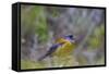 Finch. Torres Del Paine NP. Chile. UNESCO Biosphere-Tom Norring-Framed Stretched Canvas