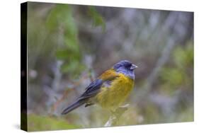 Finch. Torres Del Paine NP. Chile. UNESCO Biosphere-Tom Norring-Stretched Canvas