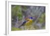 Finch. Torres Del Paine NP. Chile. UNESCO Biosphere-Tom Norring-Framed Photographic Print