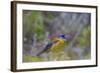 Finch. Torres Del Paine NP. Chile. UNESCO Biosphere-Tom Norring-Framed Photographic Print