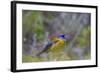 Finch. Torres Del Paine NP. Chile. UNESCO Biosphere-Tom Norring-Framed Photographic Print