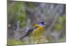 Finch. Torres Del Paine NP. Chile. UNESCO Biosphere-Tom Norring-Mounted Photographic Print