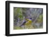 Finch. Torres Del Paine NP. Chile. UNESCO Biosphere-Tom Norring-Framed Photographic Print