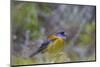 Finch. Torres Del Paine NP. Chile. UNESCO Biosphere-Tom Norring-Mounted Photographic Print