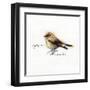 FINCH-BRUCE DEAN-Framed Art Print