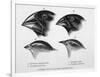 Finches from the Galapagos Islands Observed by Darwin-R.t. Pritchett-Framed Photographic Print