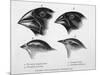 Finches from the Galapagos Islands Observed by Darwin-R.t. Pritchett-Mounted Photographic Print