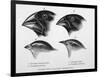 Finches from the Galapagos Islands Observed by Darwin-R.t. Pritchett-Framed Photographic Print