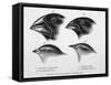 Finches from the Galapagos Islands Observed by Darwin-R.t. Pritchett-Framed Stretched Canvas