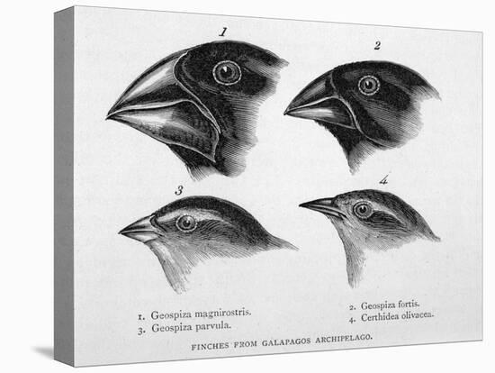 Finches from the Galapagos Islands Observed by Darwin-R.t. Pritchett-Stretched Canvas