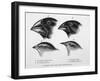 Finches from the Galapagos Islands Observed by Darwin-R.t. Pritchett-Framed Photographic Print