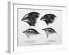 Finches from the Galapagos Islands Observed by Darwin-R.t. Pritchett-Framed Photographic Print