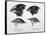 Finches from the Galapagos Islands Observed by Darwin-R.t. Pritchett-Framed Stretched Canvas