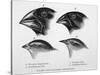 Finches from the Galapagos Islands Observed by Darwin-R.t. Pritchett-Stretched Canvas