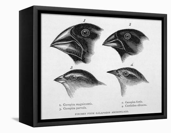 Finches from the Galapagos Islands Observed by Darwin-R.t. Pritchett-Framed Stretched Canvas